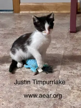 Justin Timpurrlake