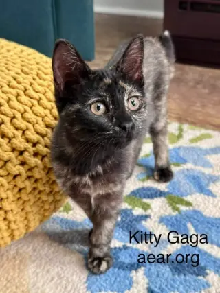 Kitty Gaga