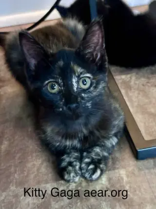 Kitty Gaga