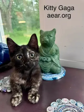 Kitty Gaga