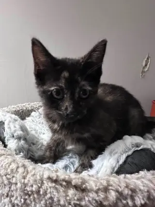 Kitty Gaga