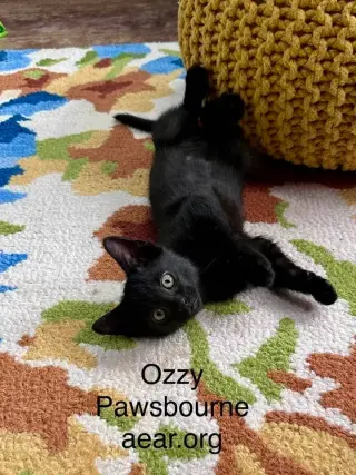 Ozzy Pawsborne