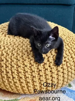 Ozzy Pawsborne