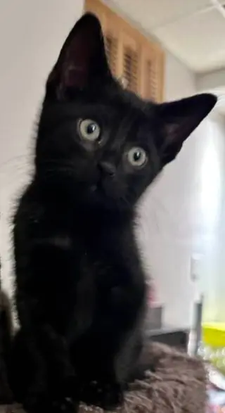 Ozzy Pawsborne