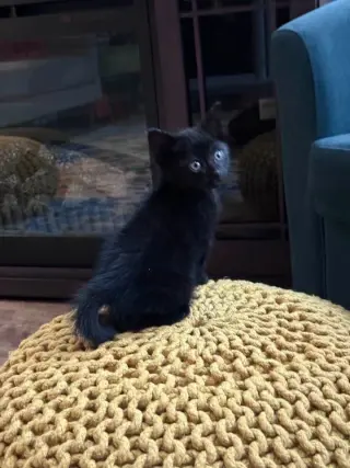 Ozzy Pawsborne