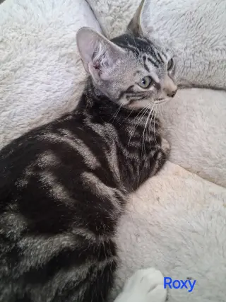 Roxy