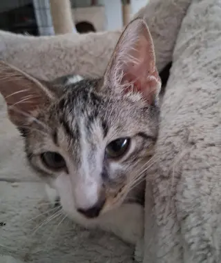 Mitch
