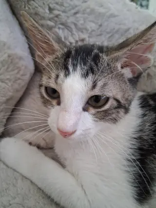 Leon
