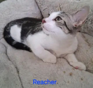 Reacher