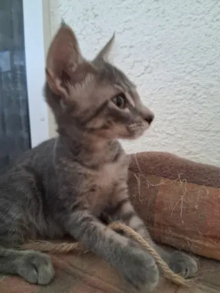Lucas