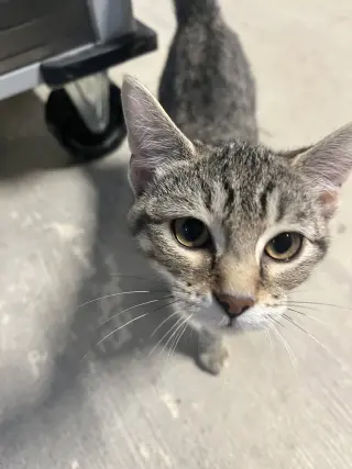 Basil