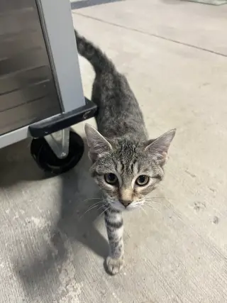 Basil