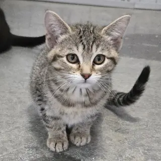 Basil