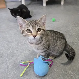 Basil