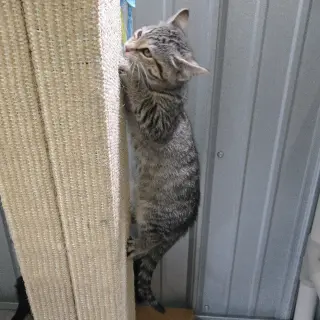 Basil