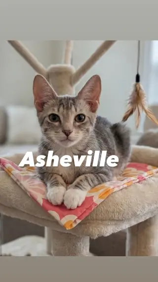 Asheville