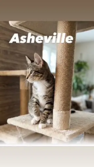 Asheville