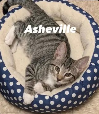 Asheville