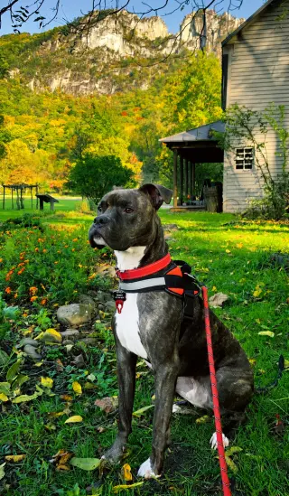 Ziggy