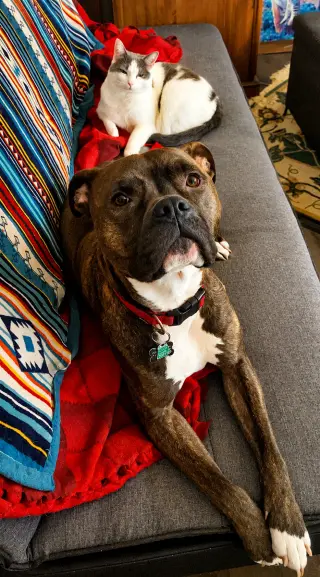 Ziggy