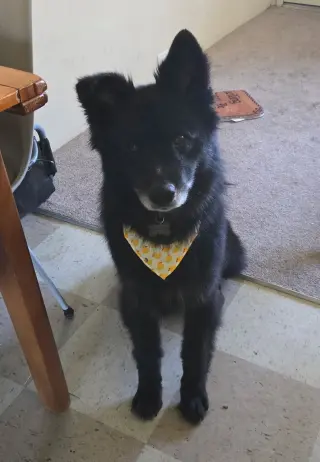 Caspian