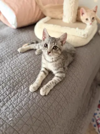 Change Up (Available for pre-adoption)