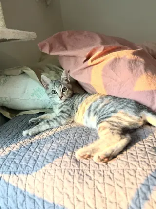 Change Up (Available for pre-adoption)