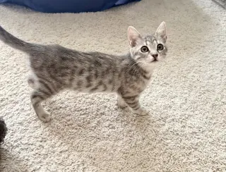 Change Up (Available for pre-adoption)