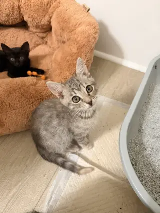 Change Up (Available for pre-adoption)