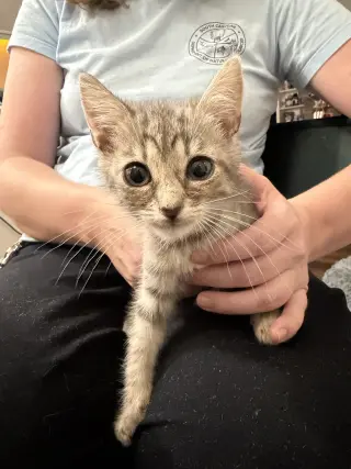 Change Up (Available for pre-adoption)