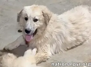 Maggie Mae in AL - Playful, Sweet & Loving!