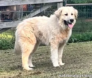 Maggie Mae in AL - Playful, Sweet & Loving!