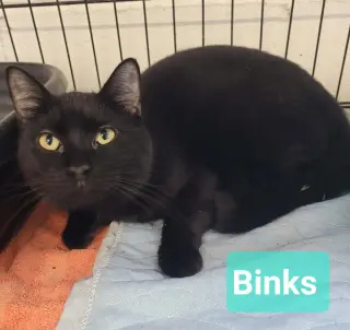 Binks