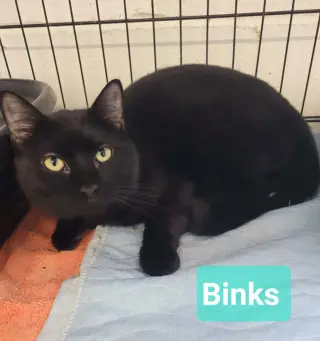 Binks