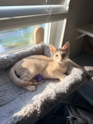 Knuckleball (Available for pre-adoption)