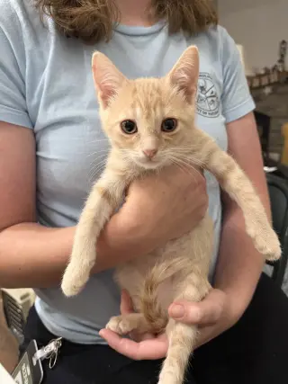 Knuckleball (Available for pre-adoption)