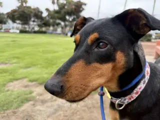 Jessie