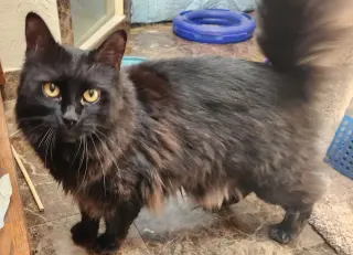 Gizmo