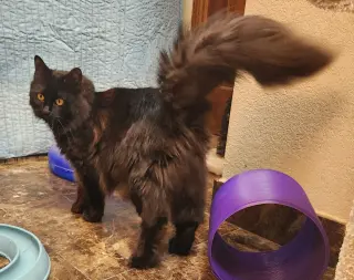 Gizmo