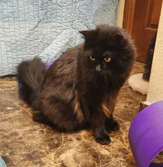 Gizmo