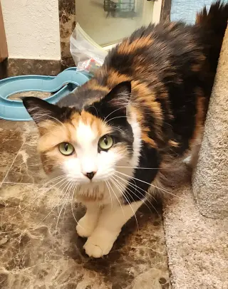 Callie