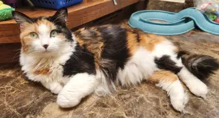 Callie