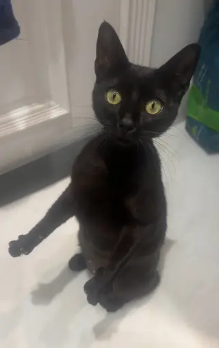 Stella