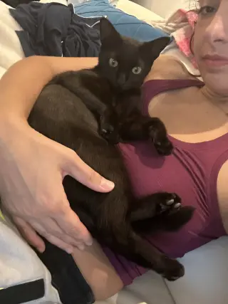 Stella