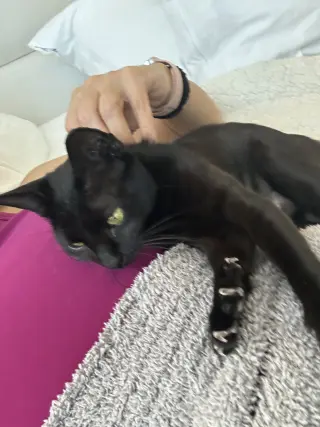 Stella