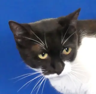 MIMI