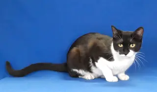 MIMI