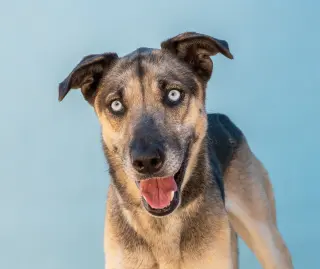 Paloma