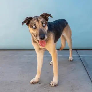 Paloma