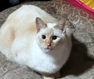 Rice & Mustard - Offred by Owner - Bonded Pair